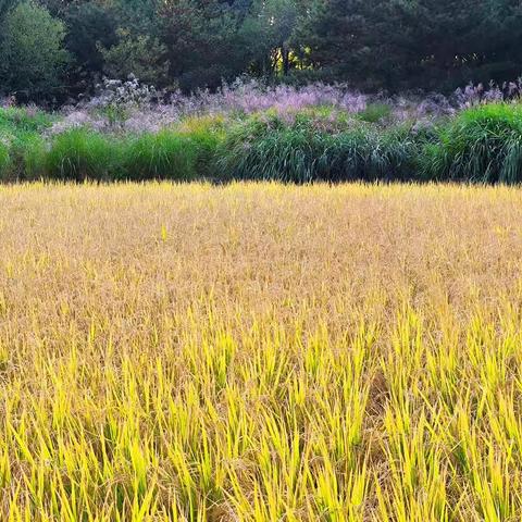 京西稻花香（玉东北坞公园）