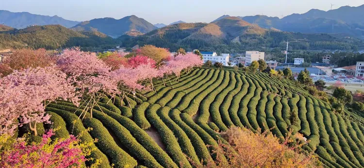2021上海樱花花期