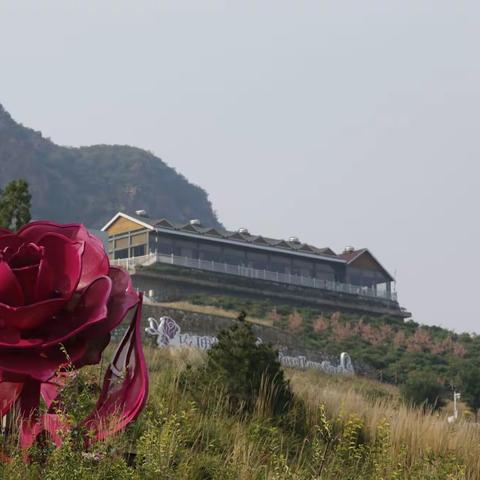 我们一起去赏花～密云玫瑰情园!