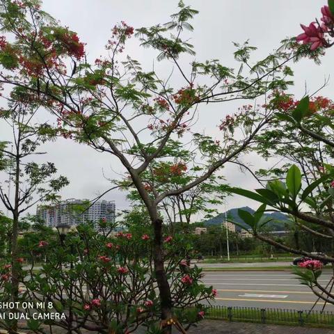 光明A包2019年5月10日苗木开花情况