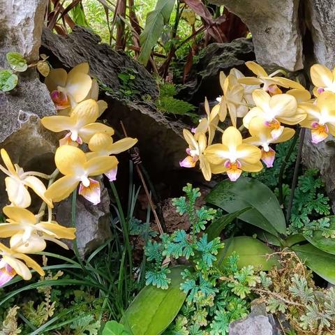 兰圃一游🌹🌹🌹