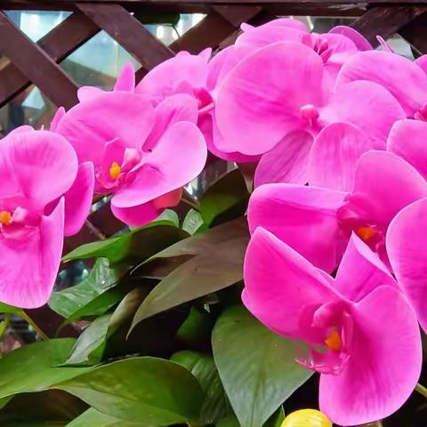 夕阳路上，学会拿得起，放得下，开心每一天！🌹🌹🌹