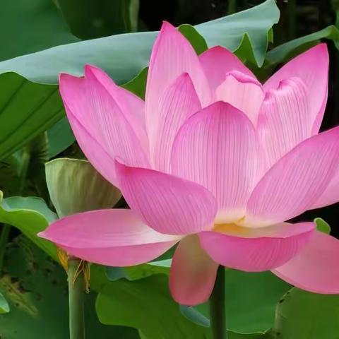 今日夏至！快乐一夏！🌹🌈