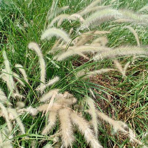 海珠湖一行，健康开心最重要🌹❤