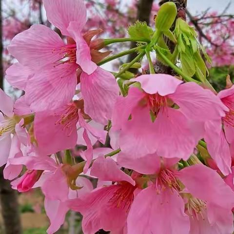 春暖花开。海珠湿地赏樱花！🌈🌈🌈🌹🌹🌹