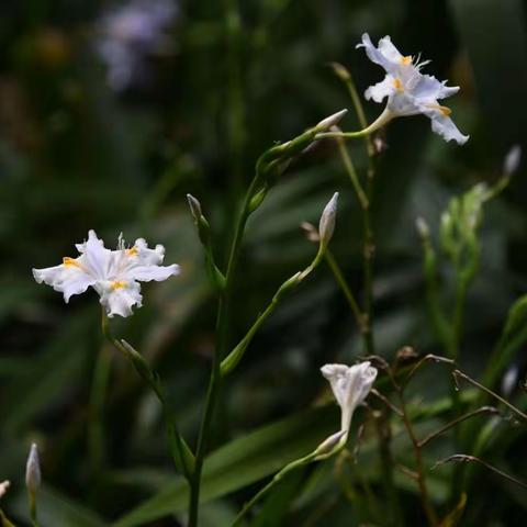 鸢尾花一组