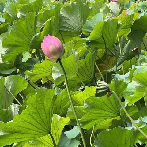 控制情绪、心态平和，代表了一个人心性稳定、严谨自律，能给人带来安心和舒适。