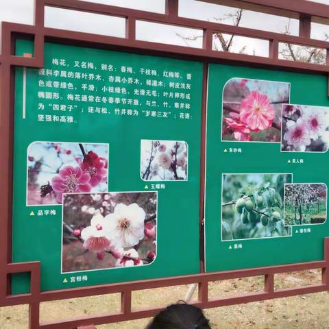 2018.3.17游植物园，种百日草