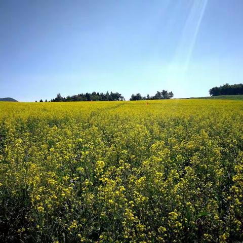 东北油菜花海