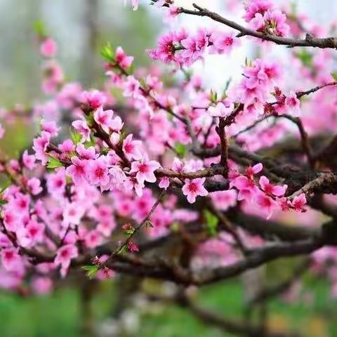 梅花香自苦“磨”来——记小学英语省级优质课赛课磨课教研交流活动（四）