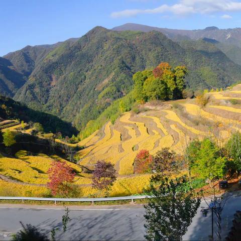 喜爱稻菽千重浪    遍地摄客下夕烟