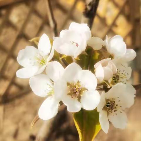 《传习录》·黄省曾录抄写