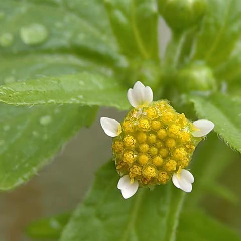 陌上花开