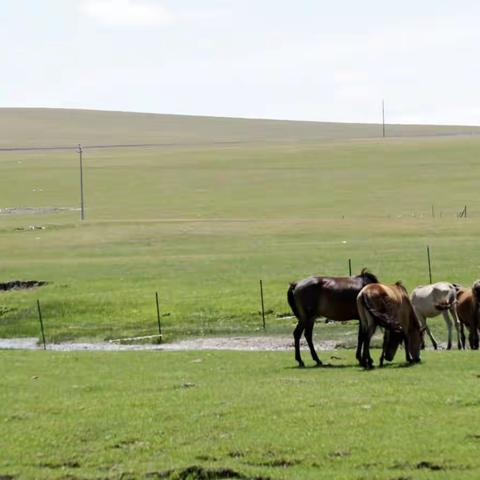 2019   呼伦贝尔游（二）