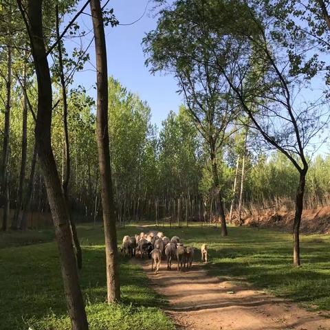 这树 这溪 这草地