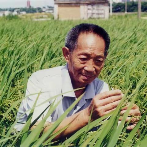 一粒种子的故事—“水稻🌾超人”袁隆平爷爷（天柱岗村幼儿园）