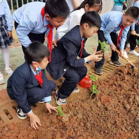 “蔬香为伴，快乐劳动”——横州镇大竹小学二（11）班劳动基地纪实