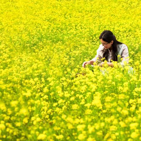 油菜花人像