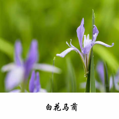 白花马蔺