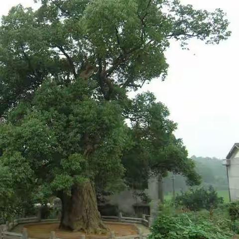 爱在七夕，最美赤山