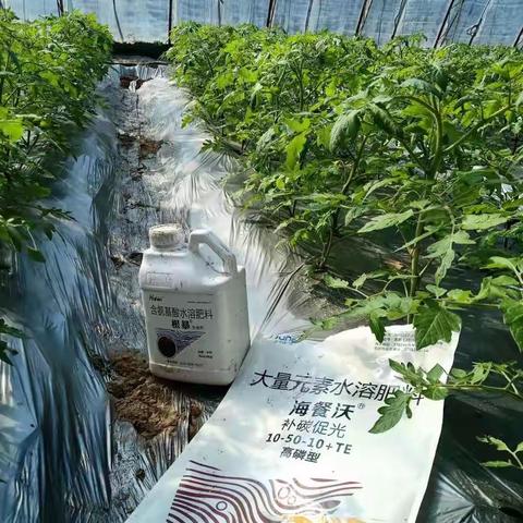 种植蔬菜：水溶肥要想效果翻倍，4个小技巧不能少