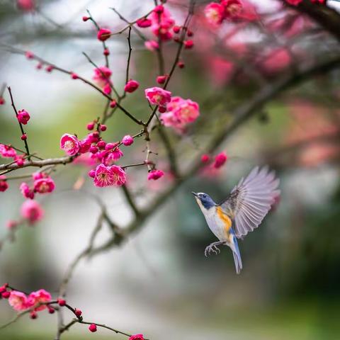 梅花枝头春意闹