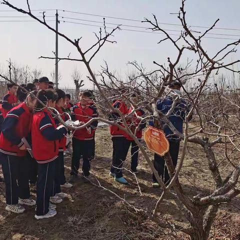 羊口中心小学五年级学生走进“慧园”进行剪枝综合实践活动