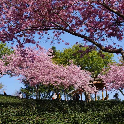 福建永福赏樱花，长汀逛古城（一）——龙岩台品樱花茶园