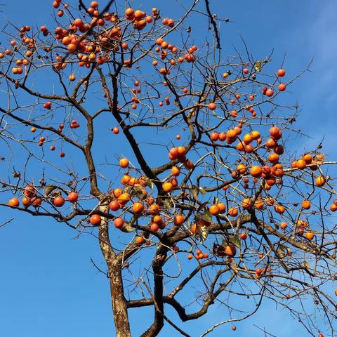 柿子熟了🍊梨花开了💮