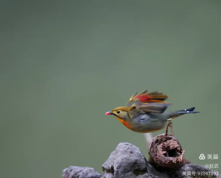 相思鸟为什么叫相思鸟?为什么在线