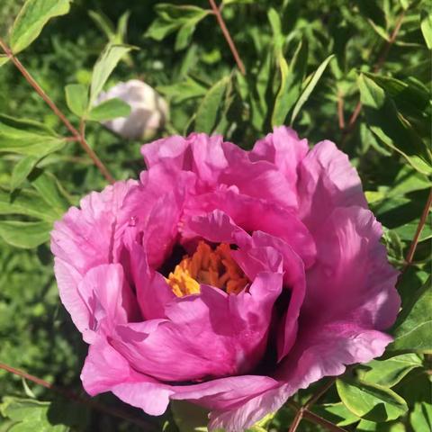 那时花开