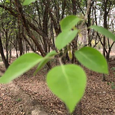 赏花节——最是一年春好处