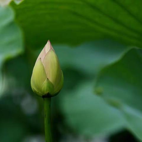 荷花初现