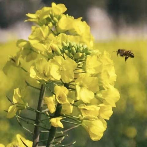 菜花黄