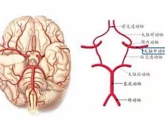 为什么要检测胎儿大脑中动脉血流？