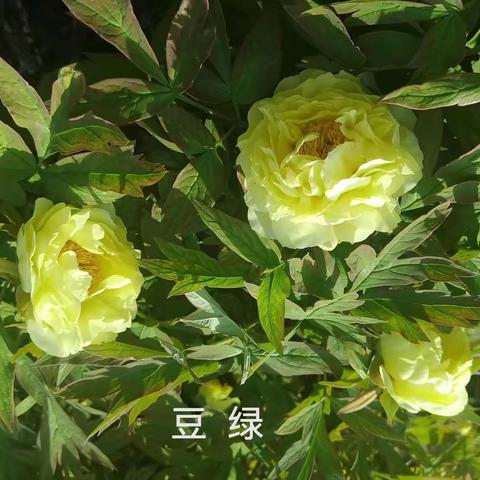 一朵花，惊艳了一座城