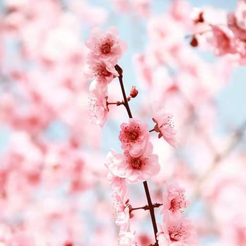 停课不停学——新胜三小线上学习进行时