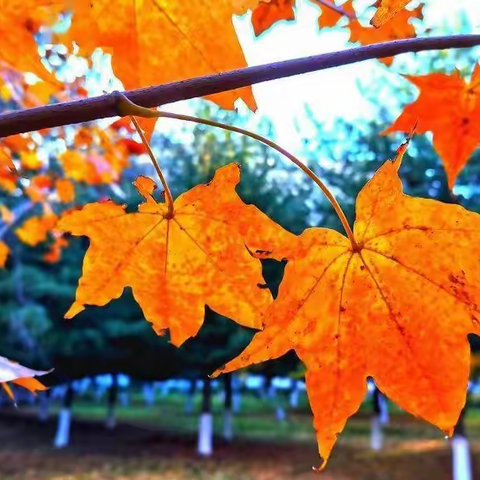 （金童）一封家书