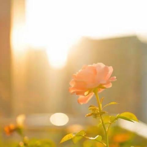 心有凌云志，居家亦精彩——颍川四年级12月20日线上教学