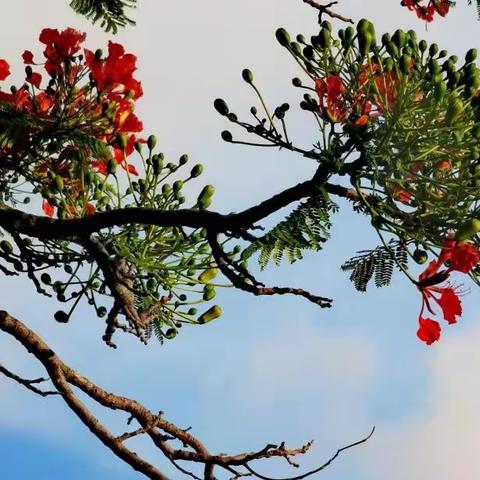 凤凰来仪贺五一