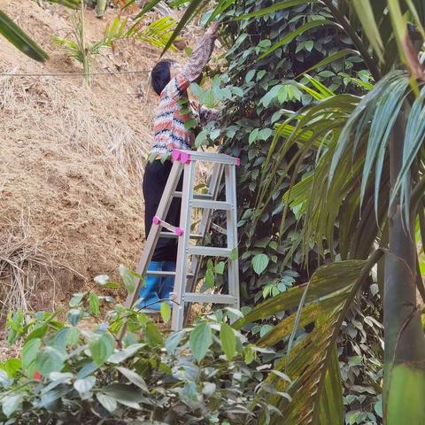 走向畅好（二）～见识采摘胡椒女