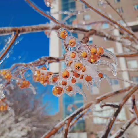 《乐宁国际幼稚园带宝贝体验2020年第一场雪》