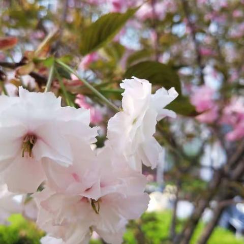 春