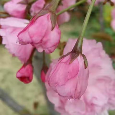 “悦.分享”最爱樱花 五（8）班 张晨溪