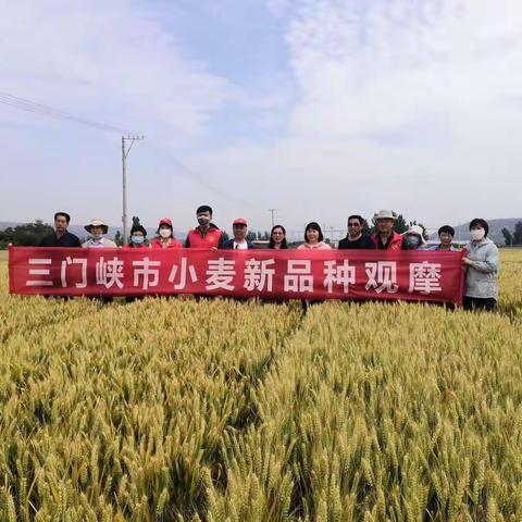 【灵宝农业】三门峡市种子管理站到我市进行小麦品种考察