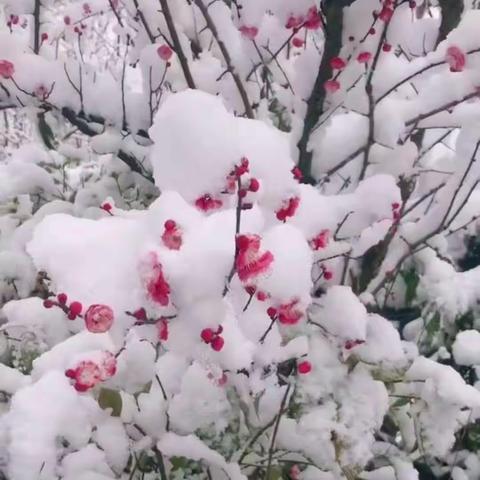 滦州市榛子镇东营小学记2021年第一场雪