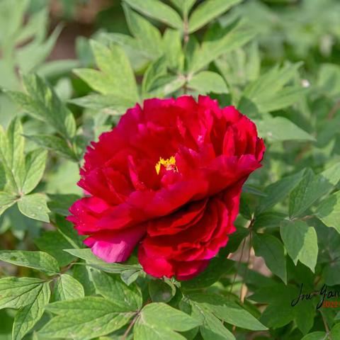 牡丹花王盛开在石家庄