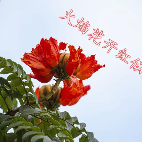 火焰花开红似火