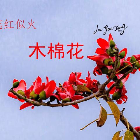 三亚·木棉花