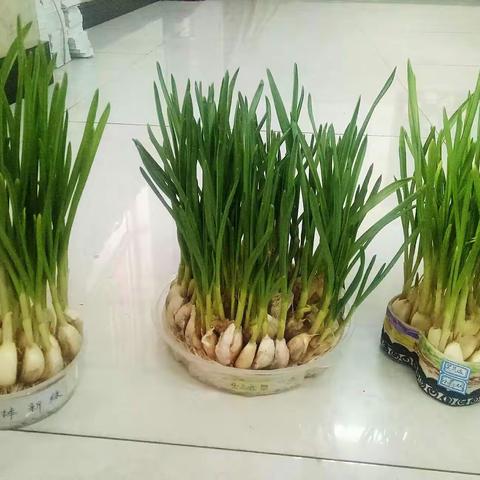 西街北校一（6）班“种水蒜”实践活动